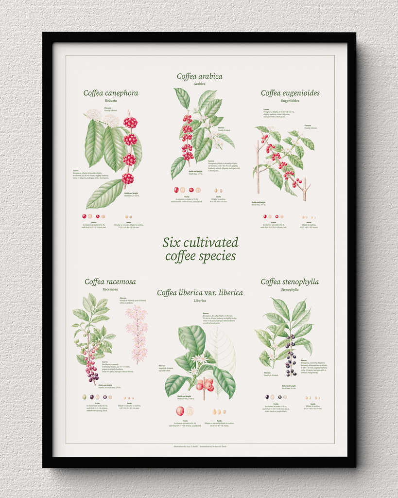 Six Cultivated Coffee Species botanical drawing print