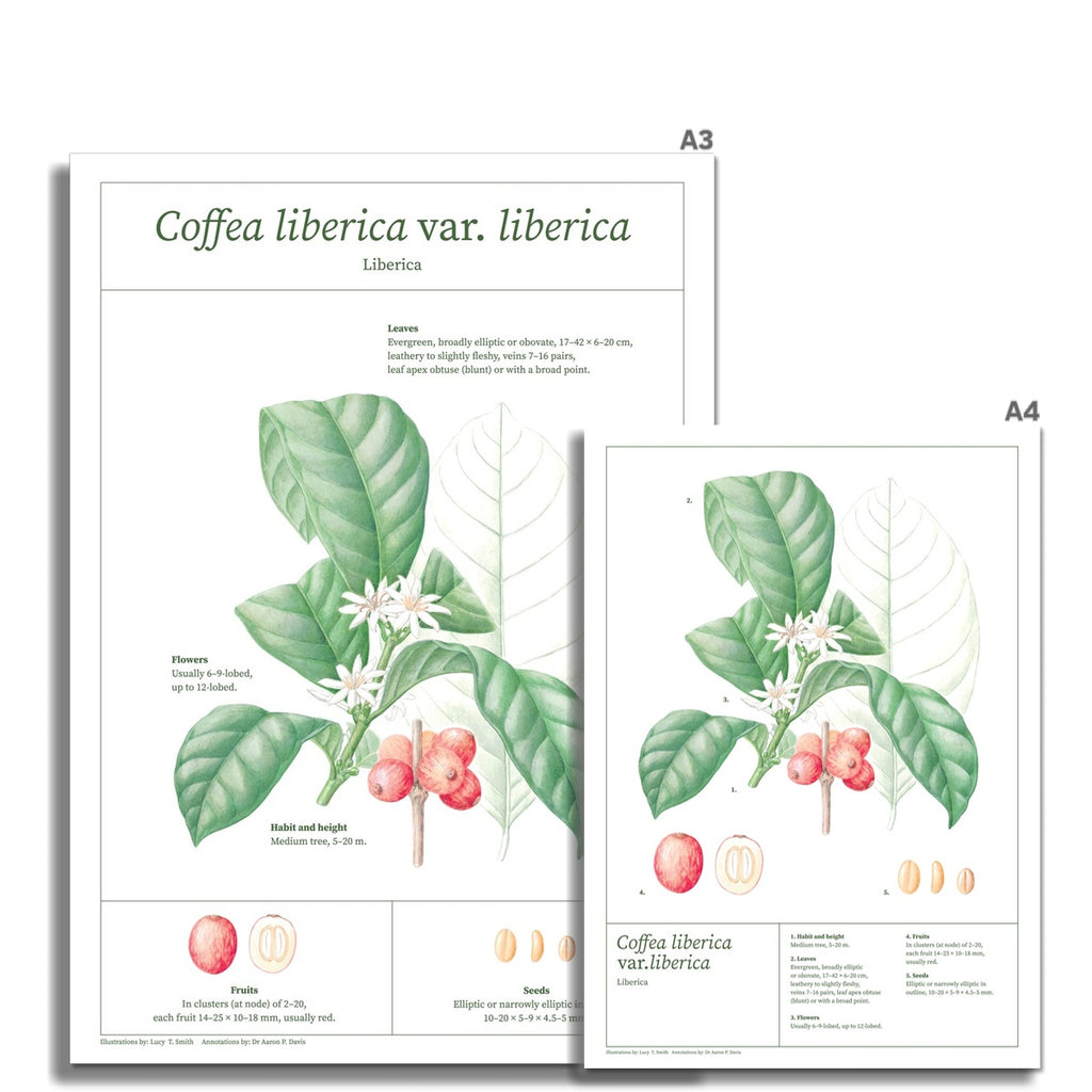 Liberica botanical drawing print