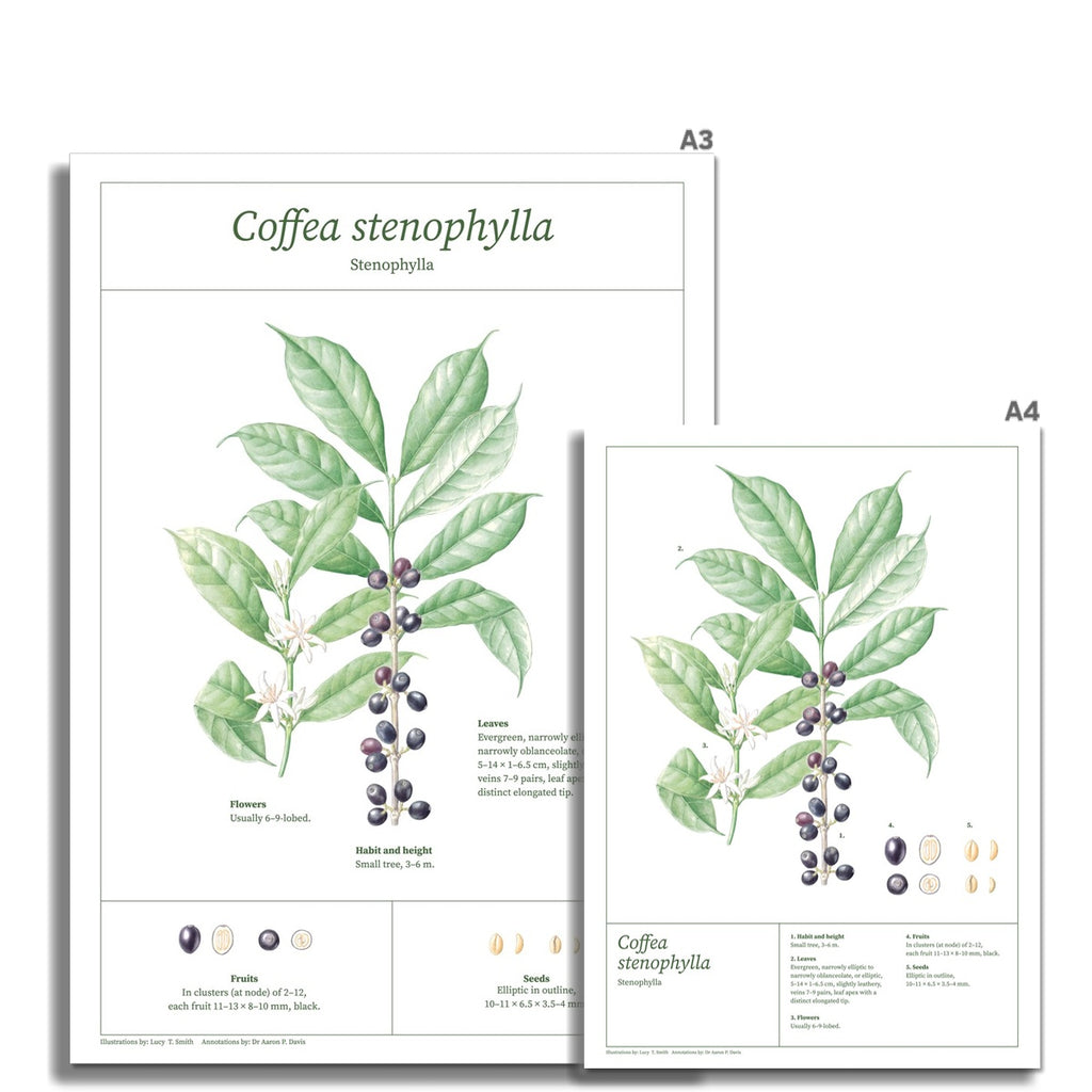Stenophylla botanical drawing print