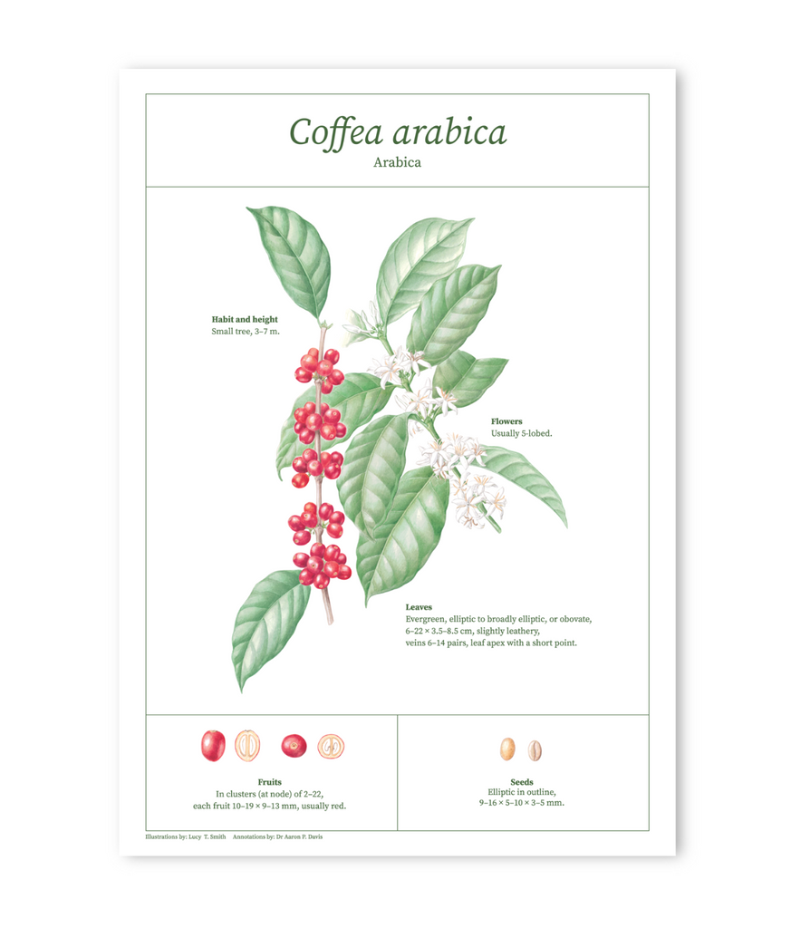 Arabica botanical drawing print